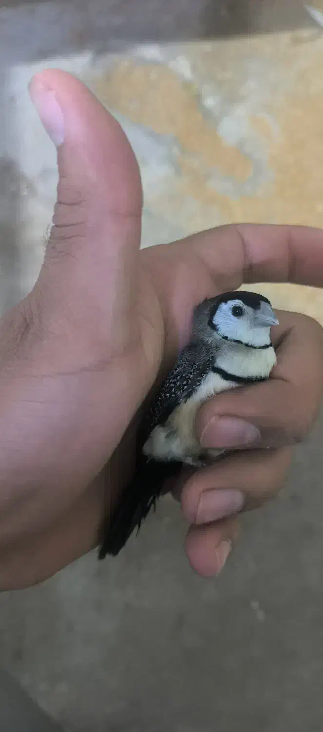 فنچ جغدی|پرنده|زاهدان, |دیوار