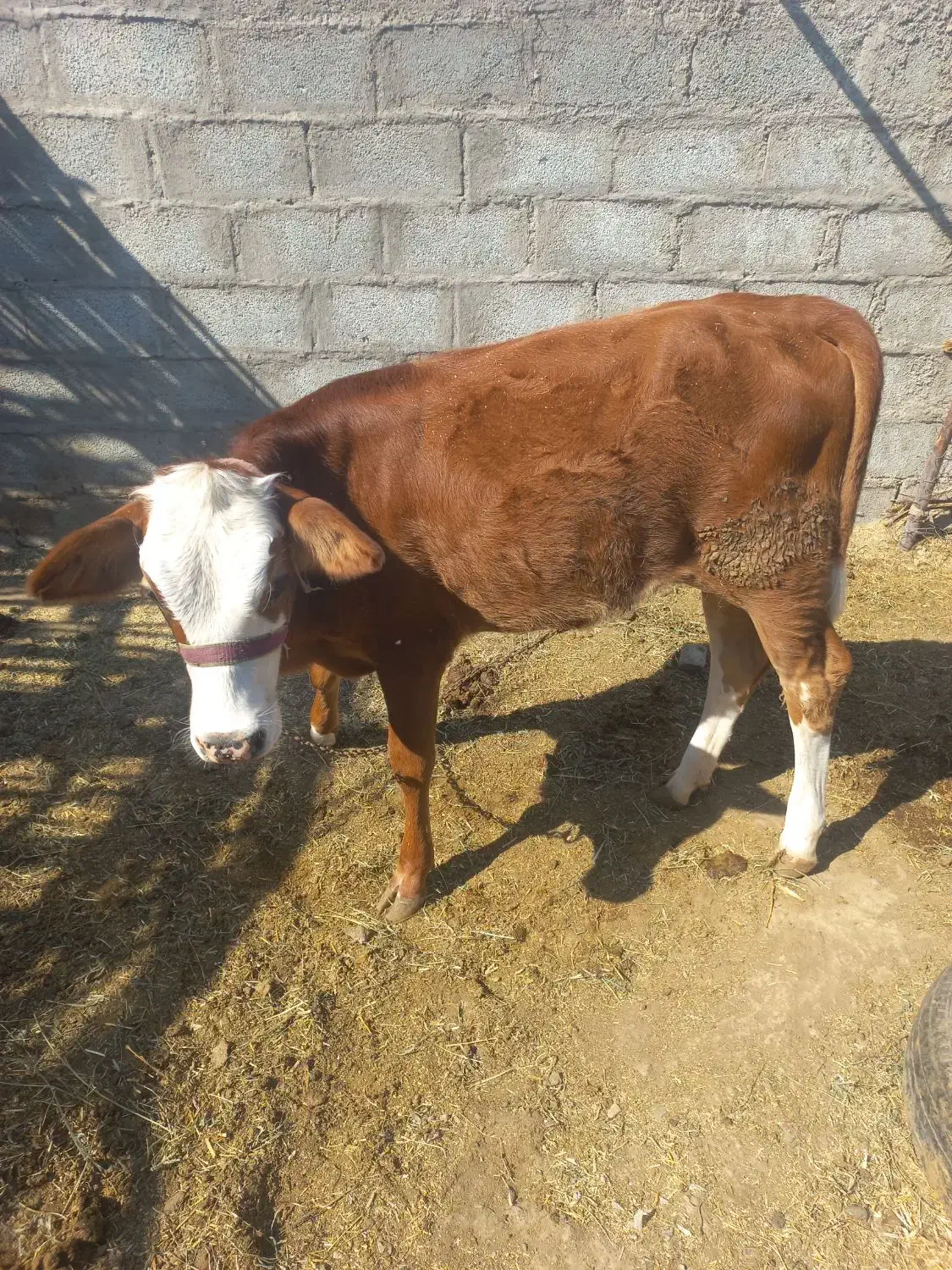 گوساله ماده سمینتال فاریاب|حیوانات مزرعه|فاریاب, |دیوار