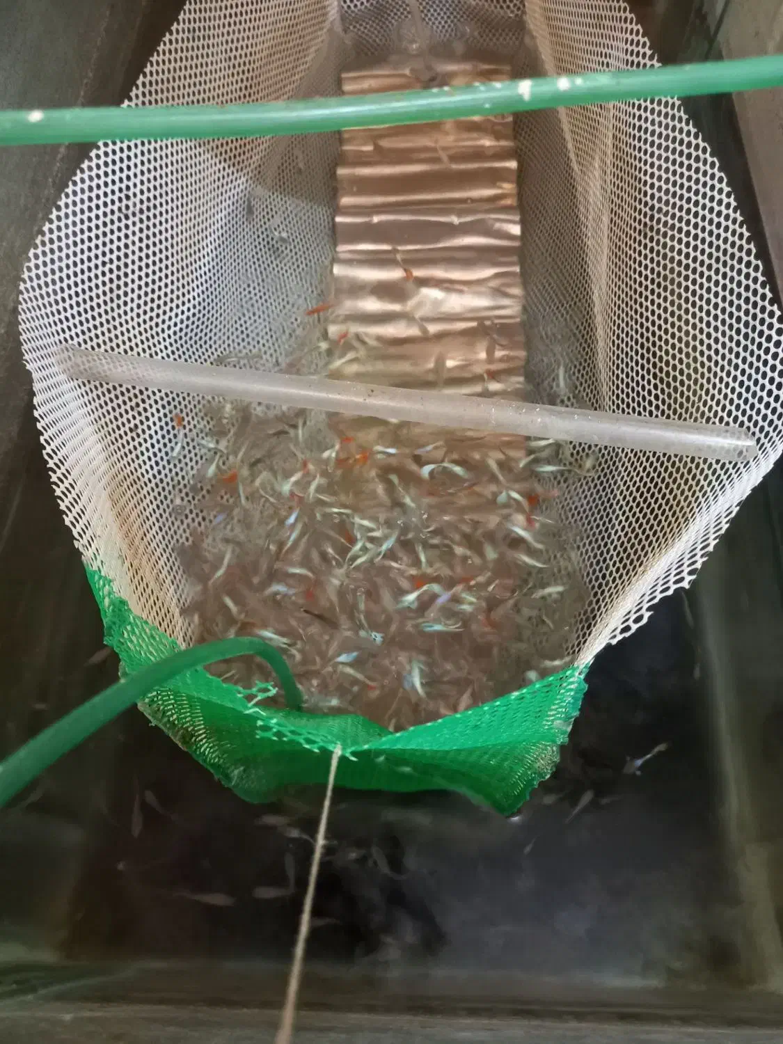 ماهی کپی|ماهی|قم, نوبهار|دیوار