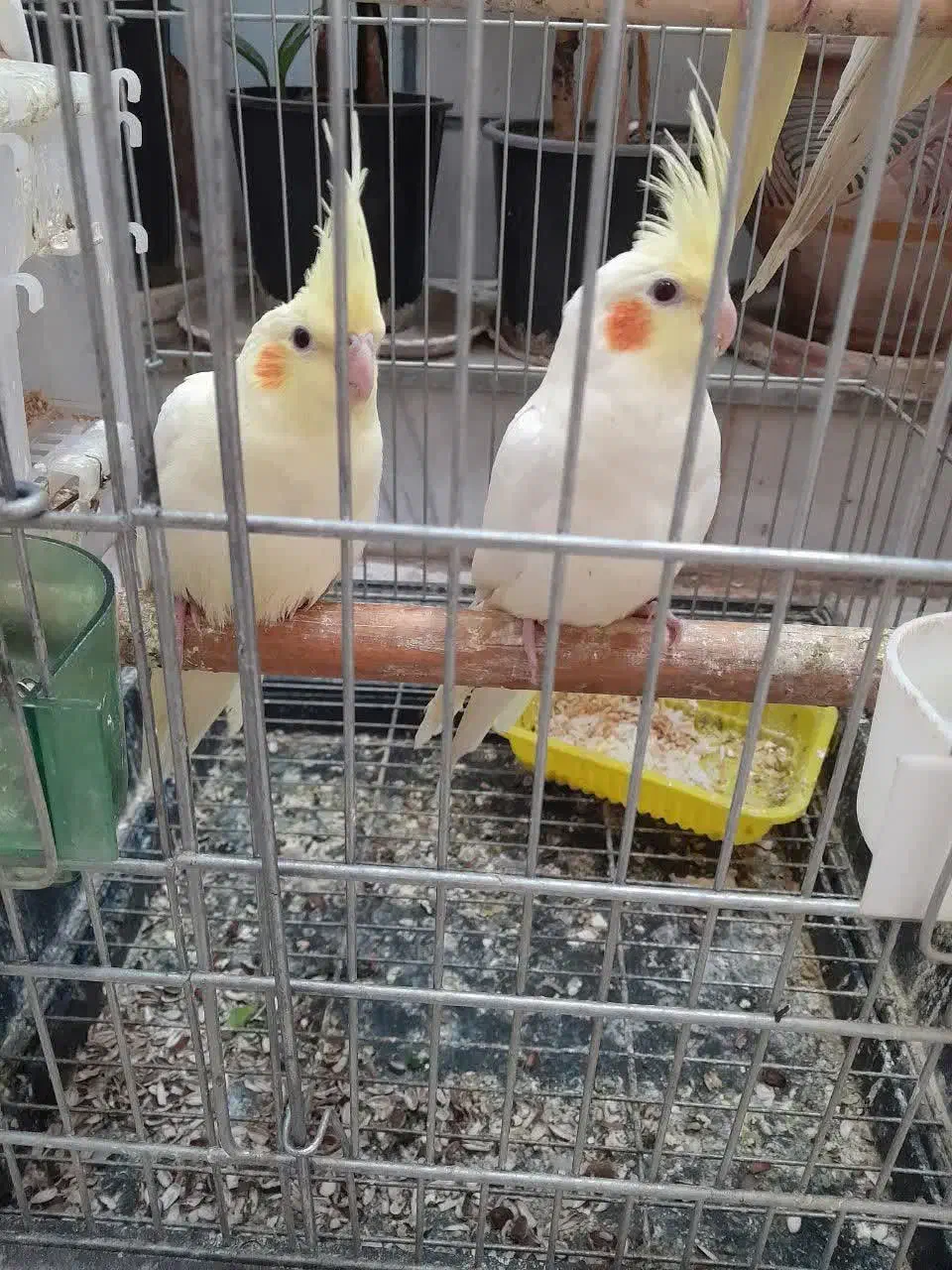 جوجه عروس هلندی لوتینو|پرنده|خمین, |دیوار