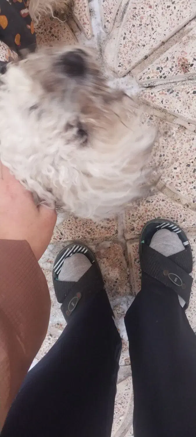 سگ گمشده در باغ معروف|حیوانات|تبریز, |دیوار