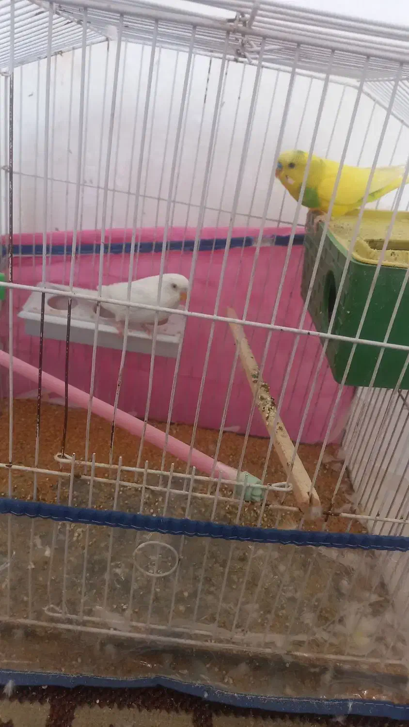 مرغ عشق|پرنده|فسا, |دیوار