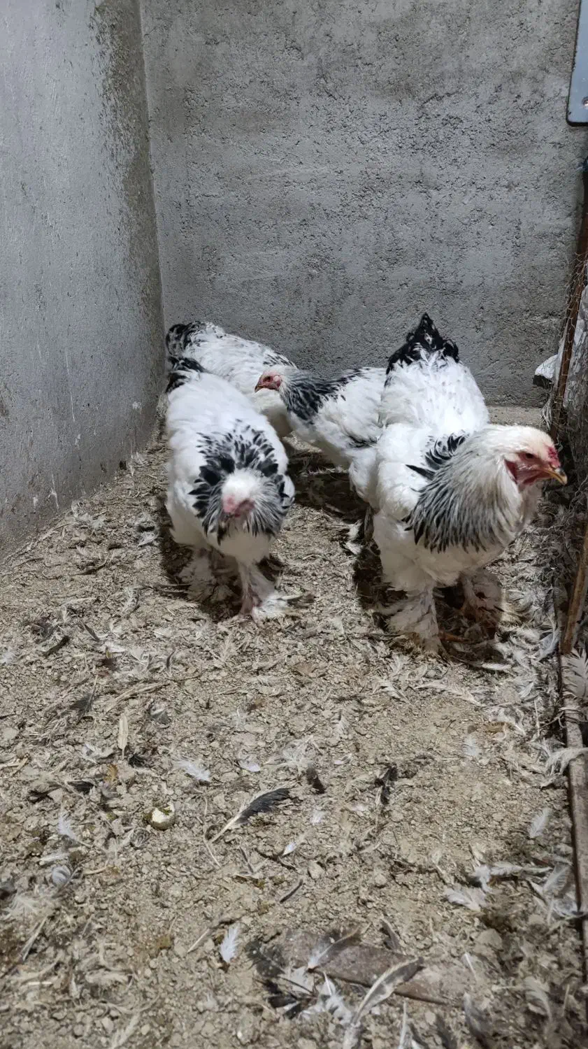 فروش خروس برهما لایت|حیوانات مزرعه|گوگان, |دیوار