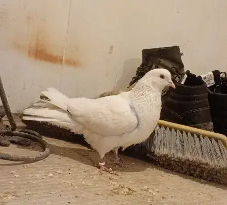 کفتر یا کبوتر|حیوانات|آبیک, |دیوار