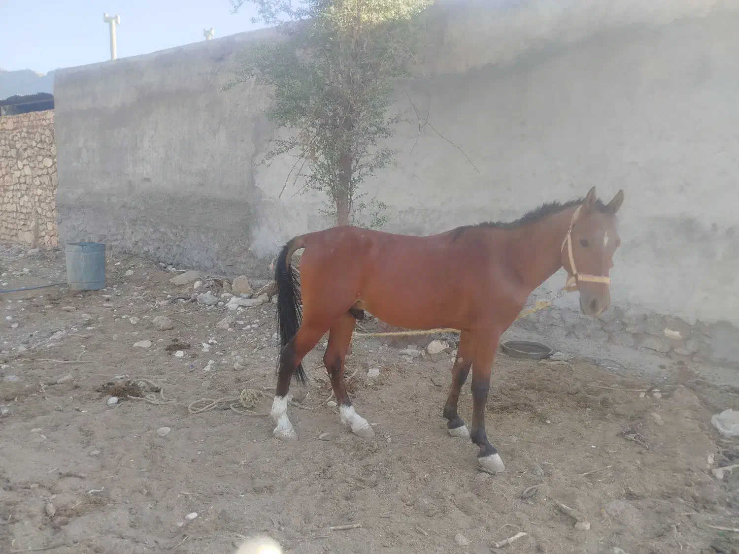 فروش اسب|اسب و تجهیزات اسبسواری|یاسوج, |دیوار