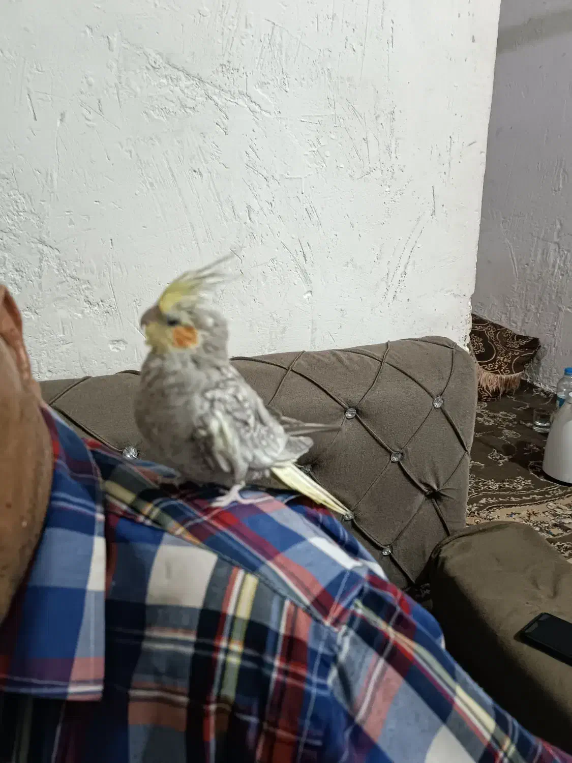 جفت عروس هلندی ویک عروس هلندهشت ماهه دستی سخنگو|پرنده|بندر کنگان, |دیوار