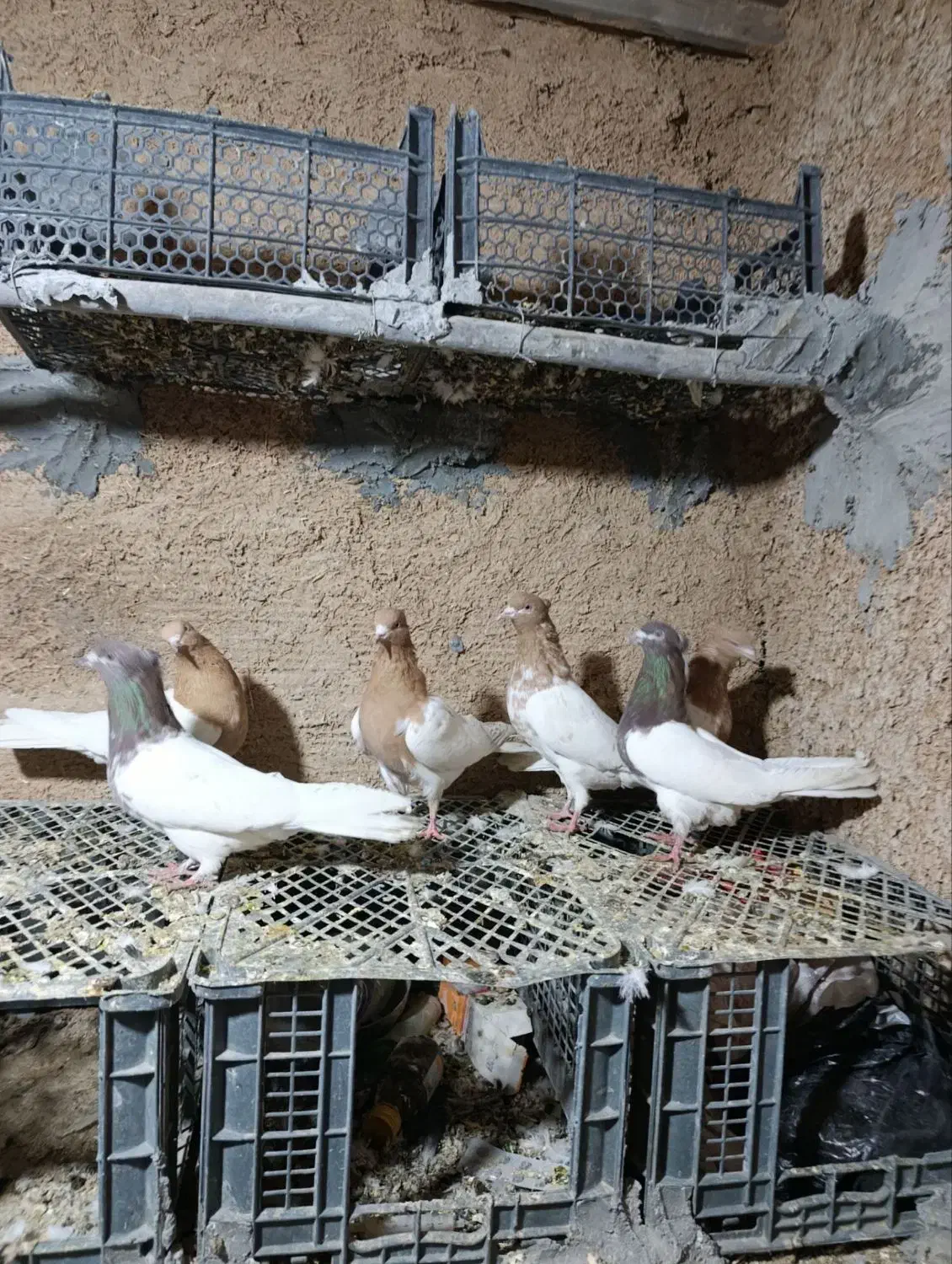 پرنده|پرنده|بروجرد, |دیوار