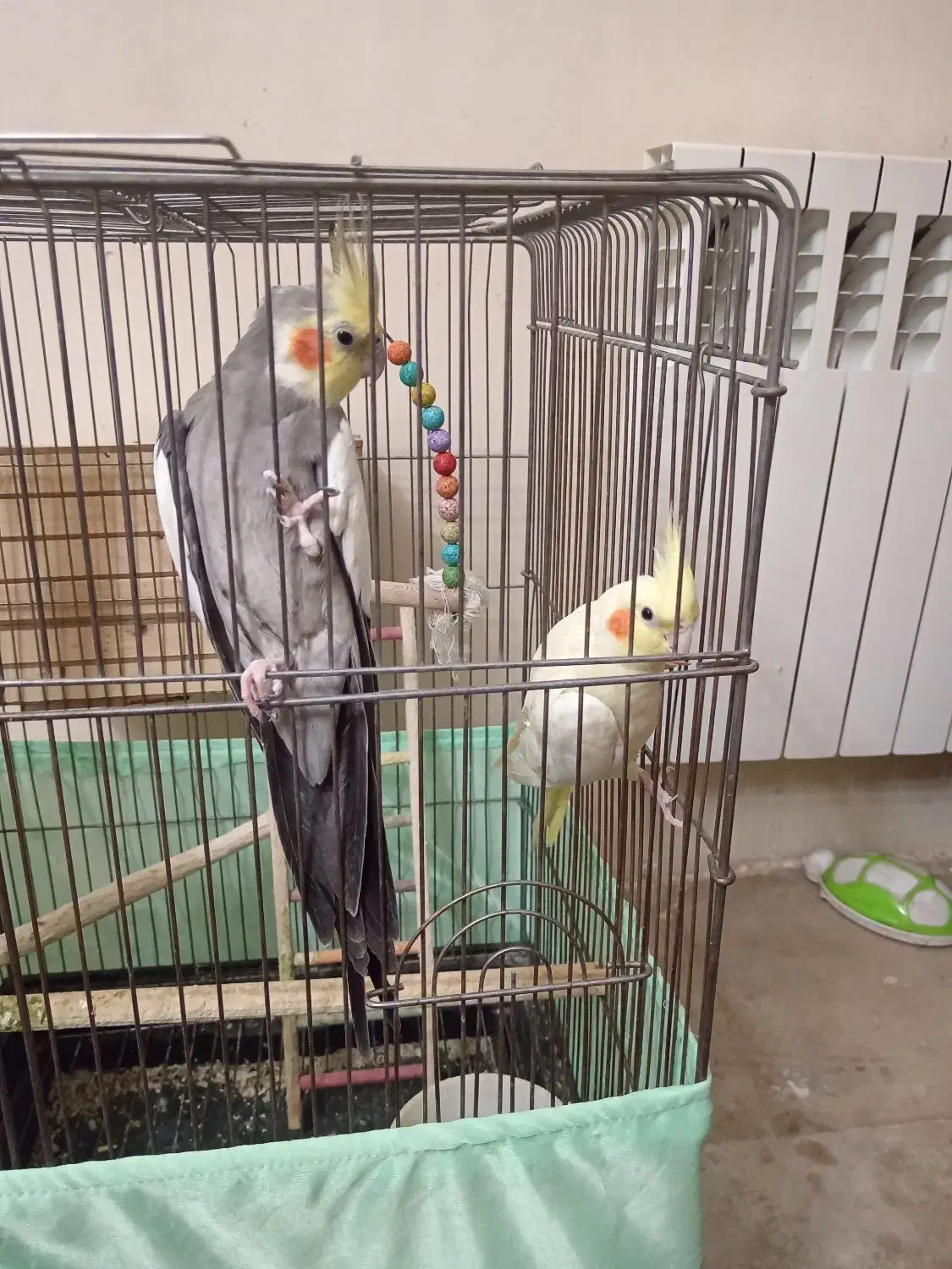 یک جفت عروس هلندی مولد نر و ماده با تخم|پرنده|تهران, امیریه|دیوار