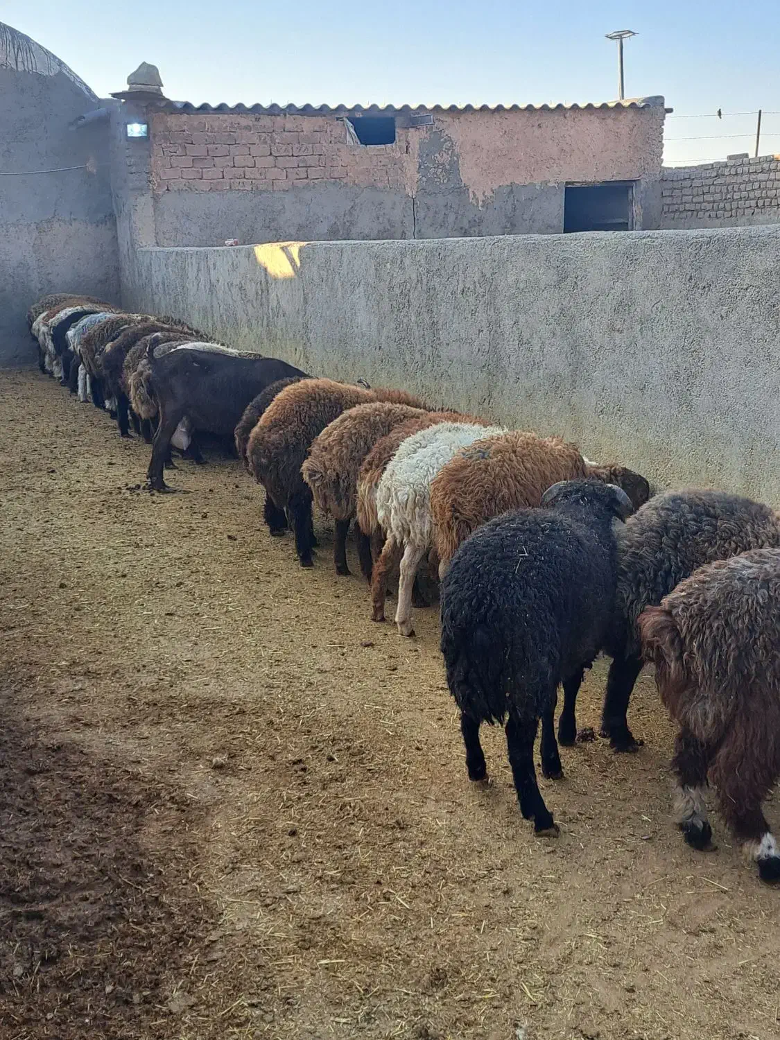 دام سبک|حیوانات مزرعه|سبزوار, قصبه شرقی|دیوار