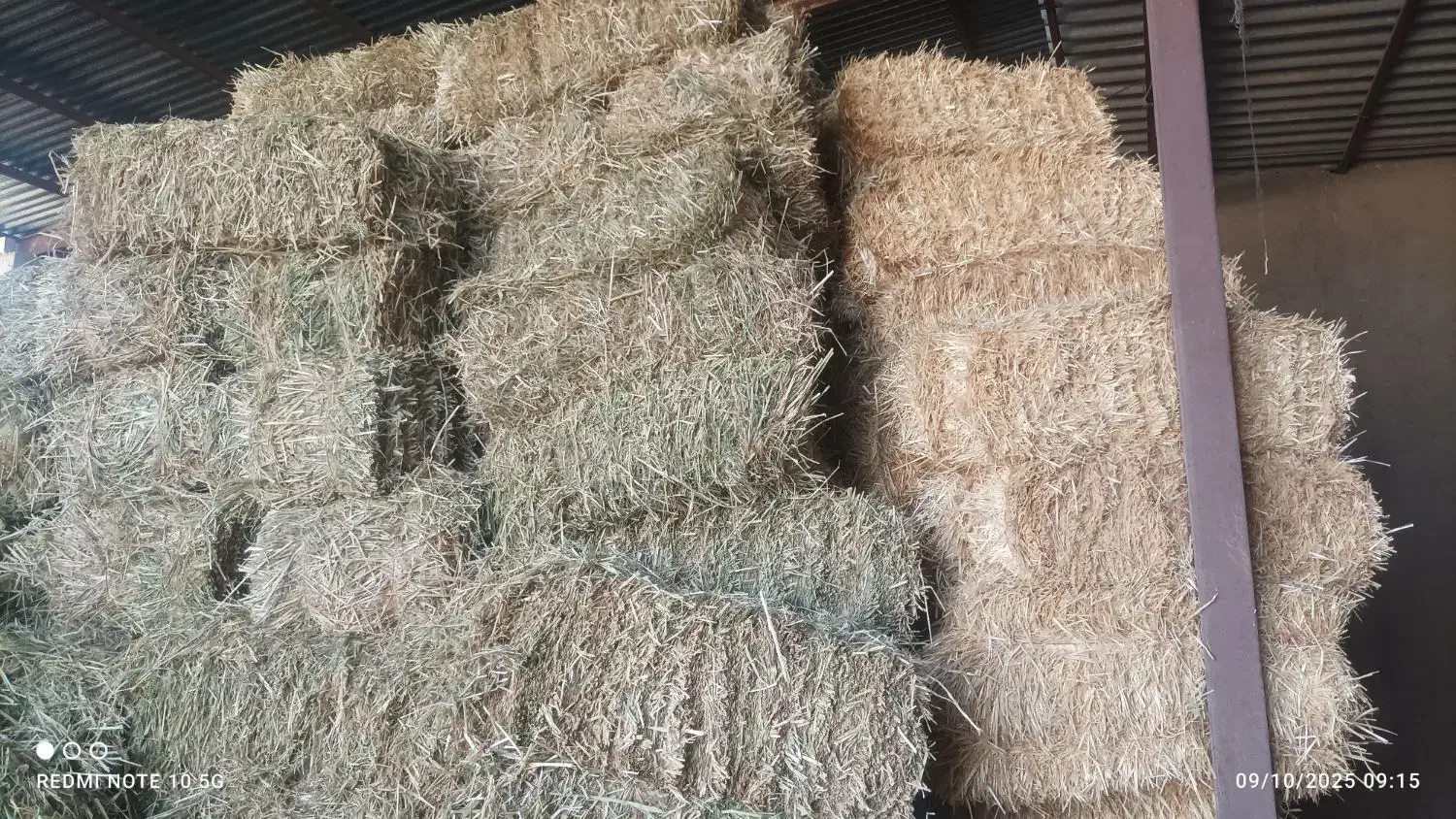 کاه بسته بندی گندم والم|لوازم جانبی حیوانات|مرودشت, بیست متری بیمارستان|دیوار