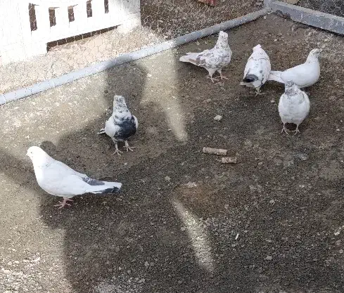 کبوتر|پرنده|ساروق, |دیوار