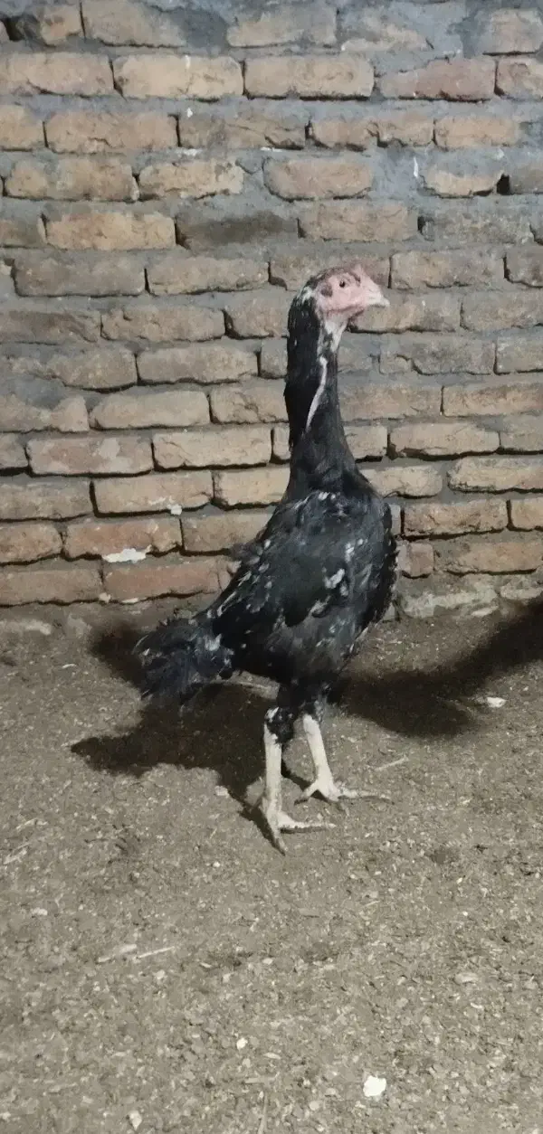 مرغ لاری|حیوانات مزرعه|سردشت, |دیوار