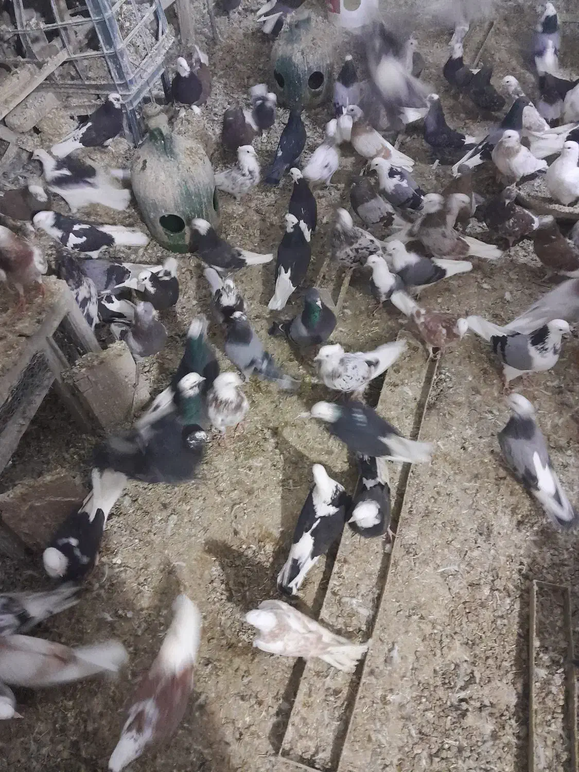 کبوتر پرشی همه رنگ|پرنده|تهران, فلاح|دیوار