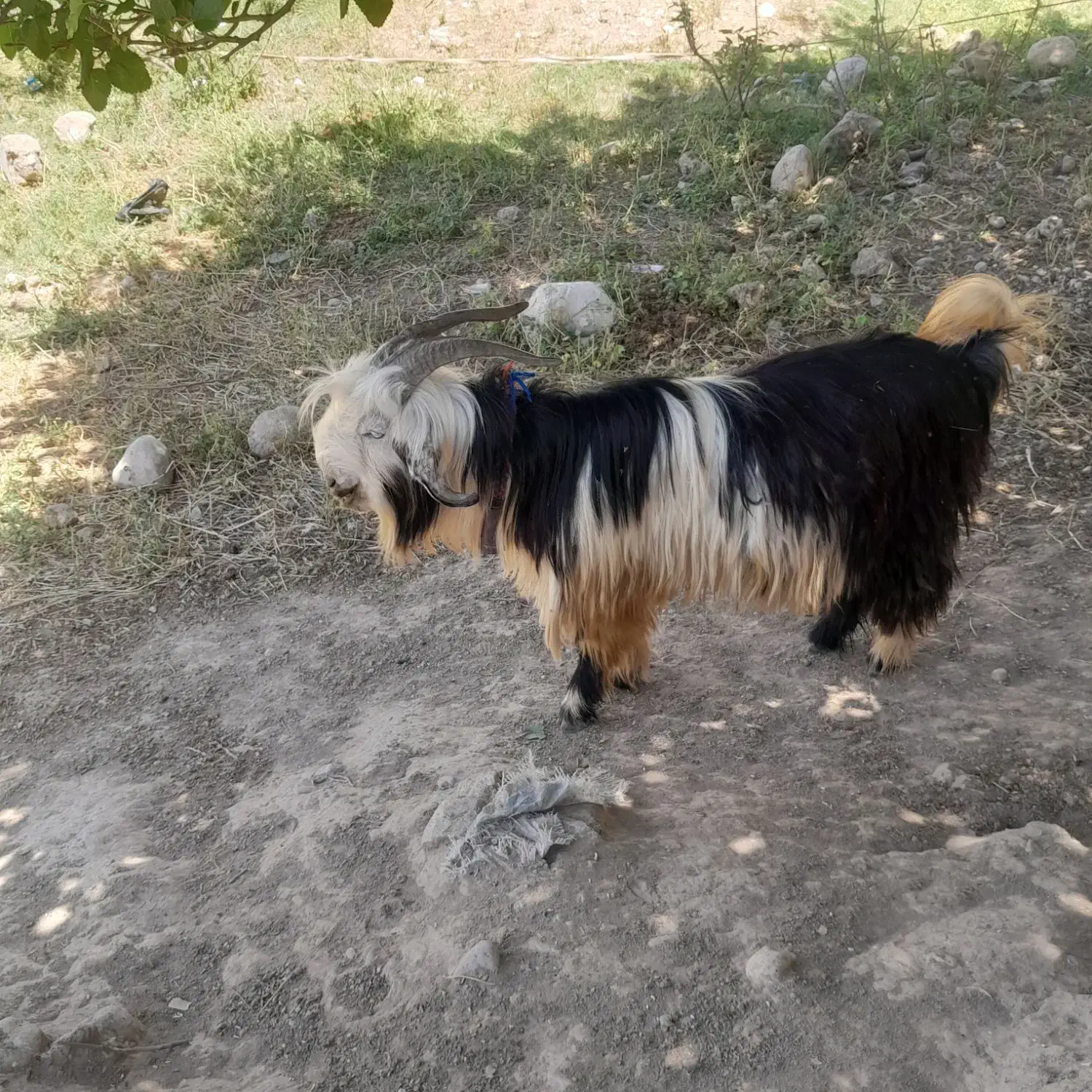 تیبز بعده کمری|حیوانات مزرعه|ایذه, |دیوار