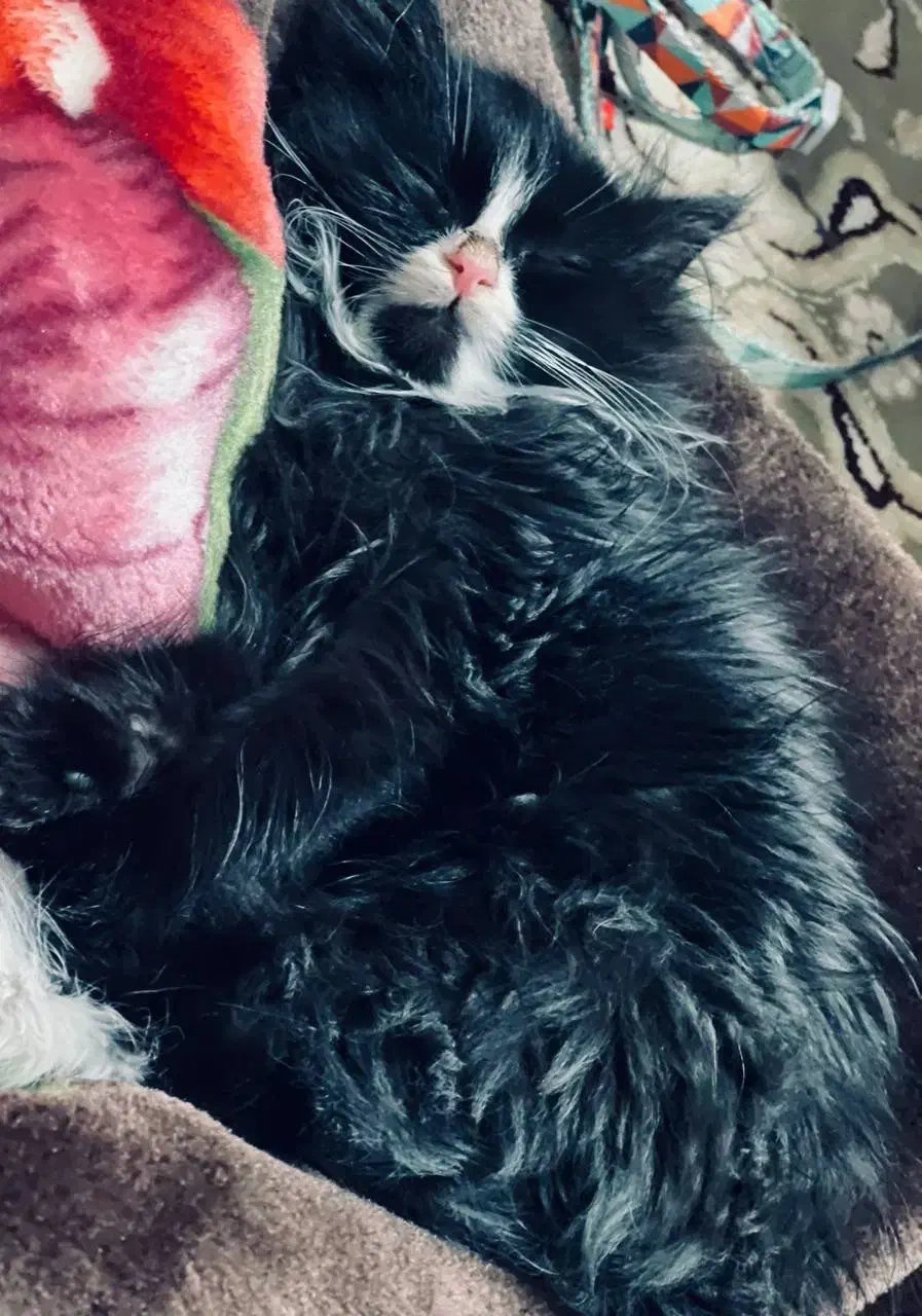 واگذاری گربه پرشین|گربه|کرمان, |دیوار