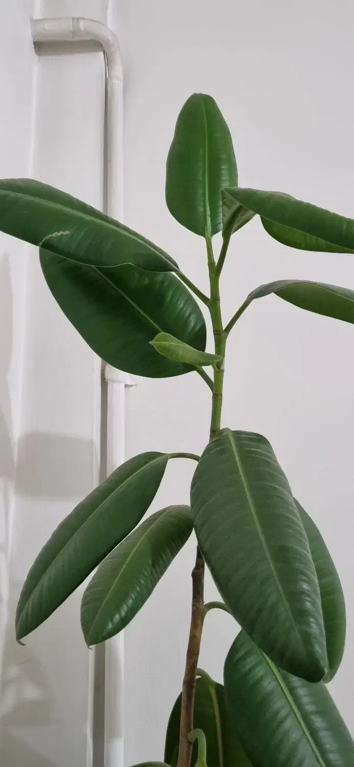 گل فیکوس فروش فوری|گل و گیاه طبیعی|تهران, قصر فیروزه ۲|دیوار