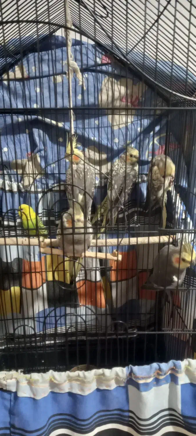 عروس هلندی|پرنده|صومعهسرا, |دیوار