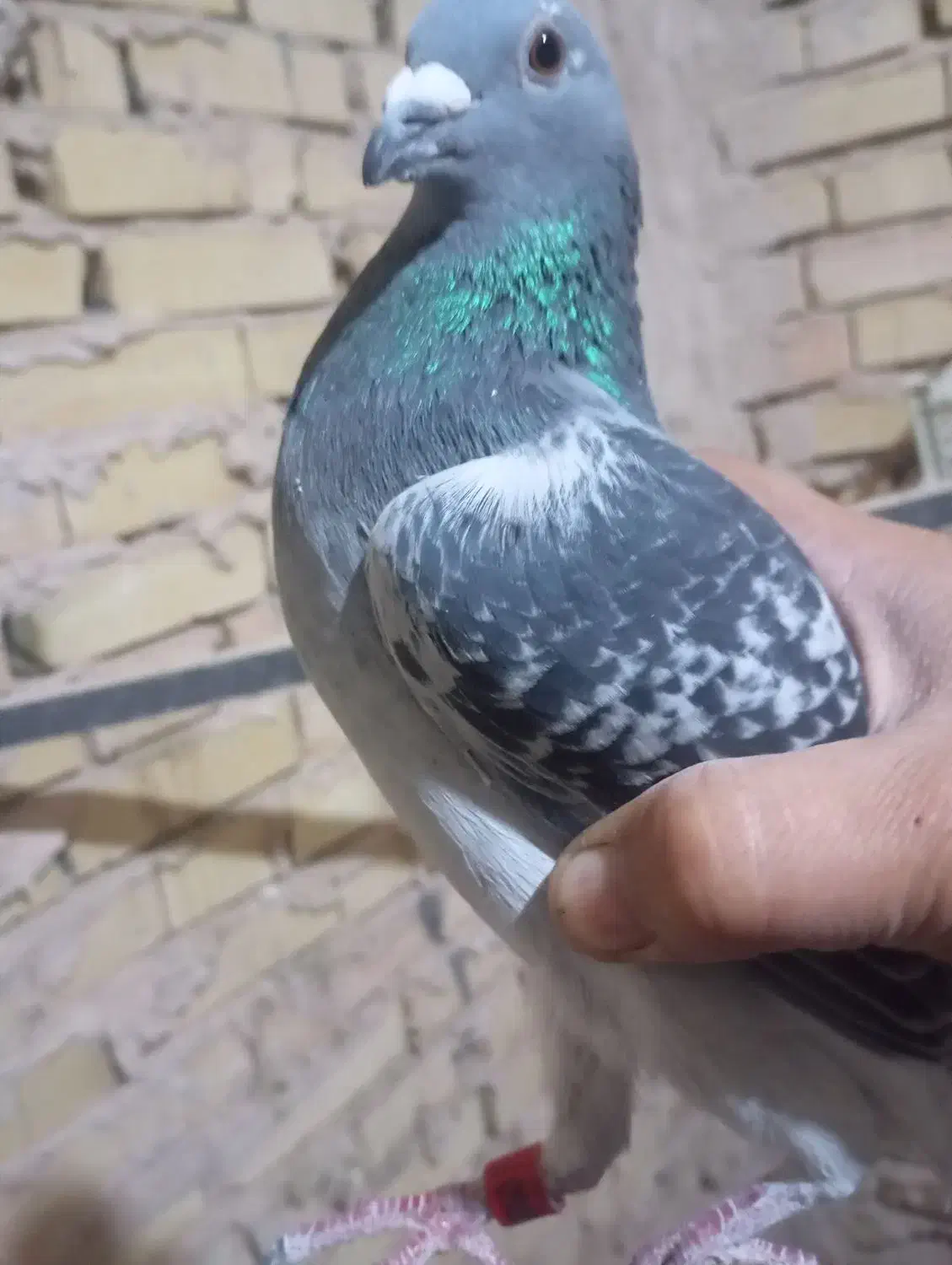 کفتر یا کبوتر|پرنده|سلامی, |دیوار