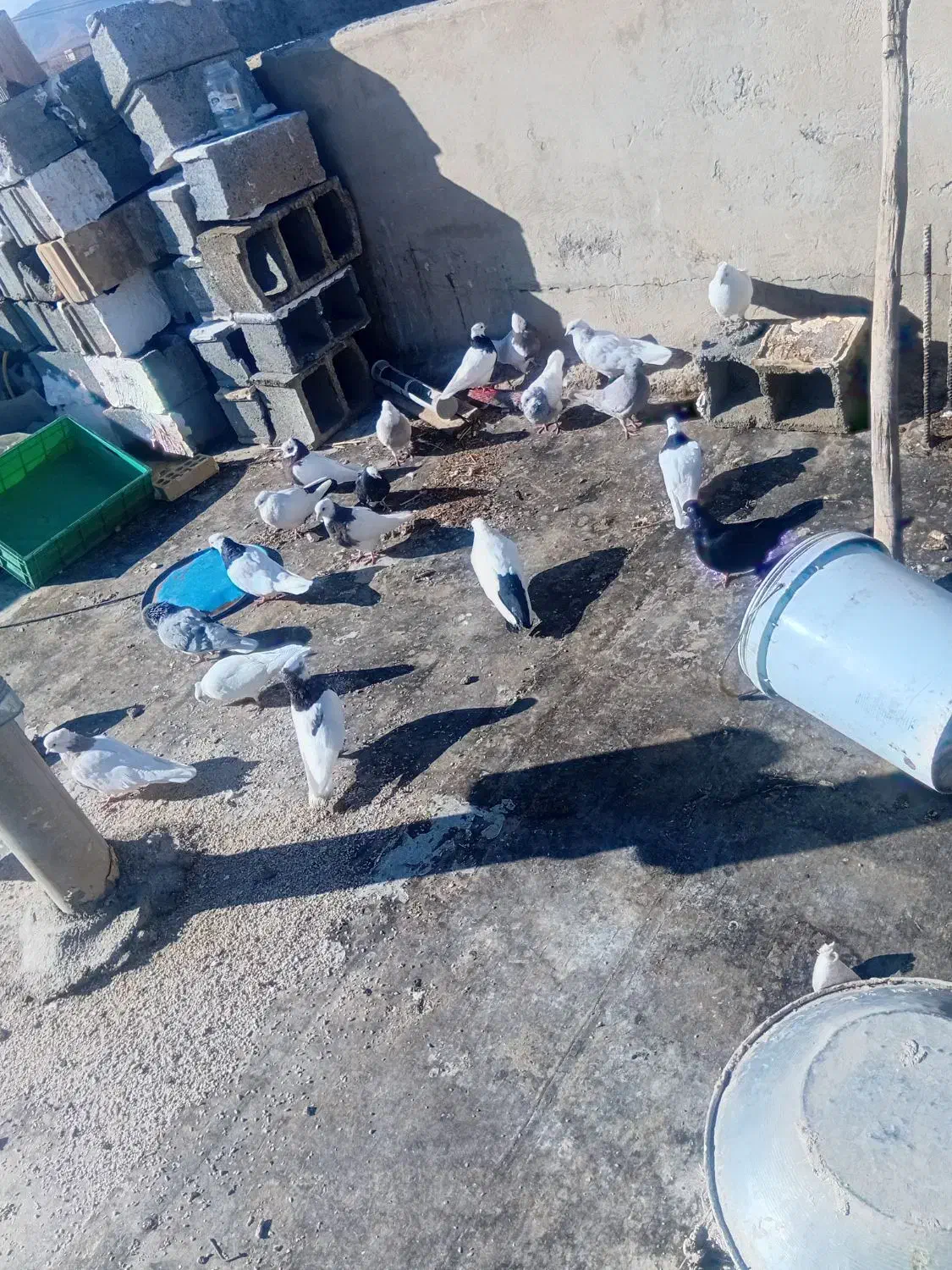 کبوتر|پرنده|دهاقان, |دیوار