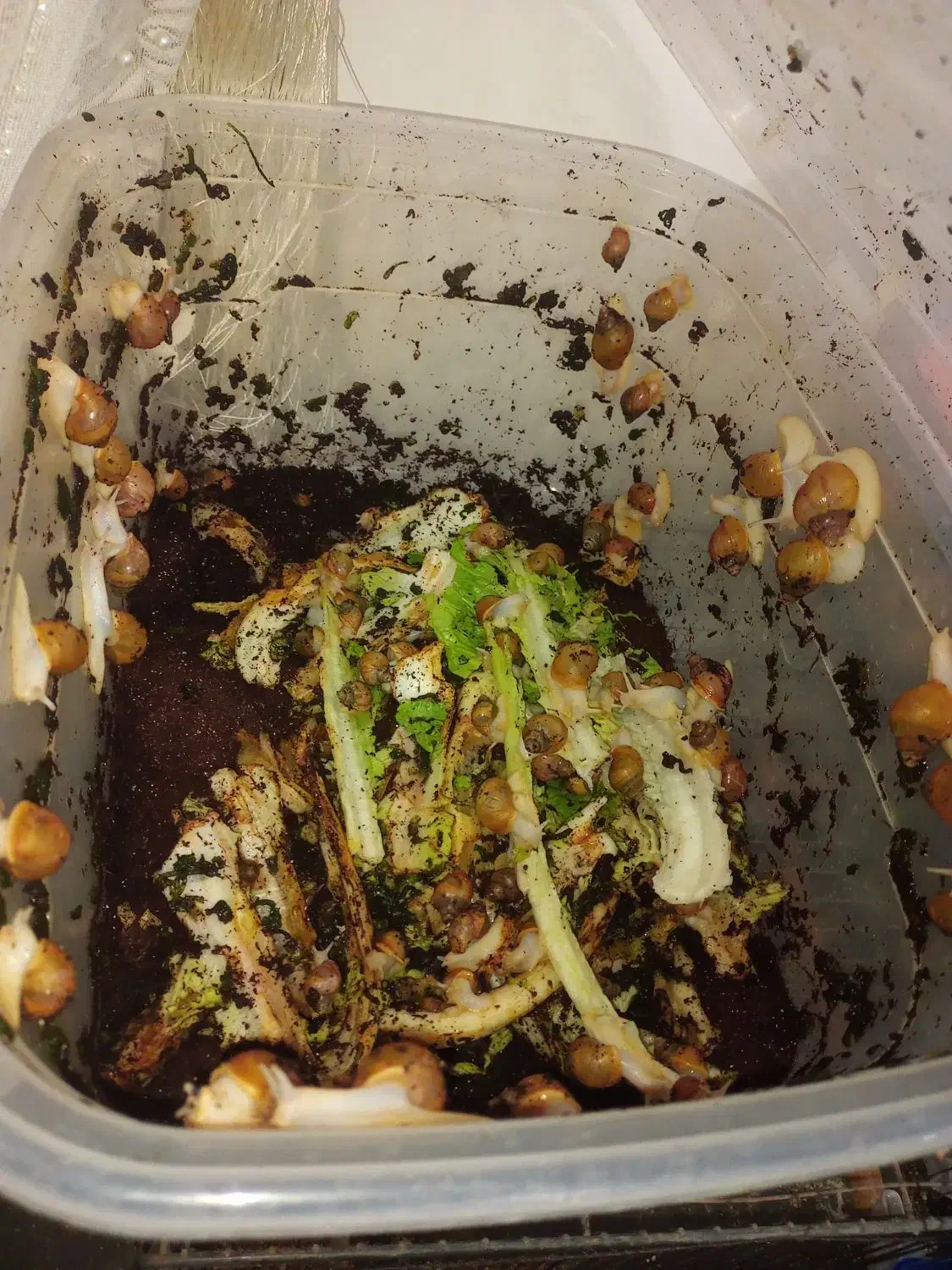 حلزون|خزنده|قم, شاه ابراهیم|دیوار