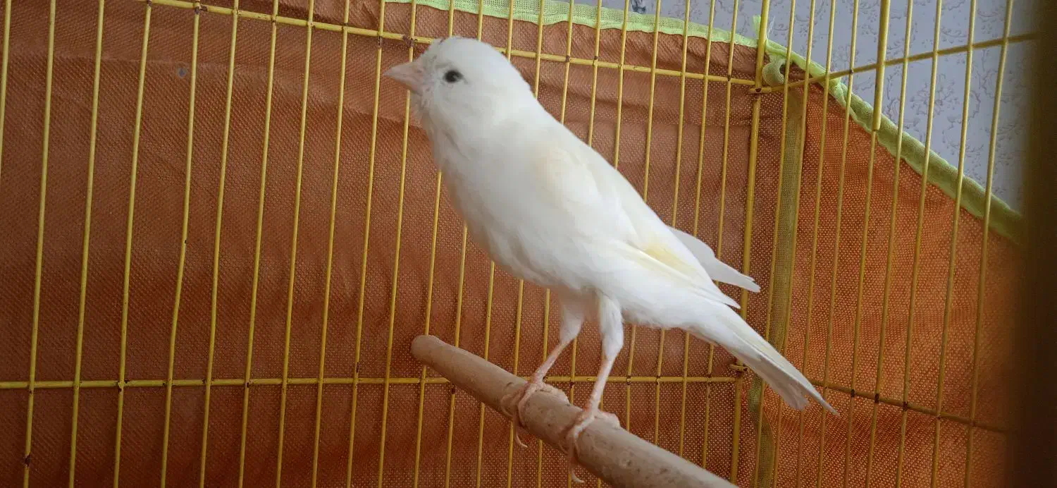 قناری سفید نر و سبز ماده|پرنده|فولادشهر, مسکن مهر فولادشهر|دیوار