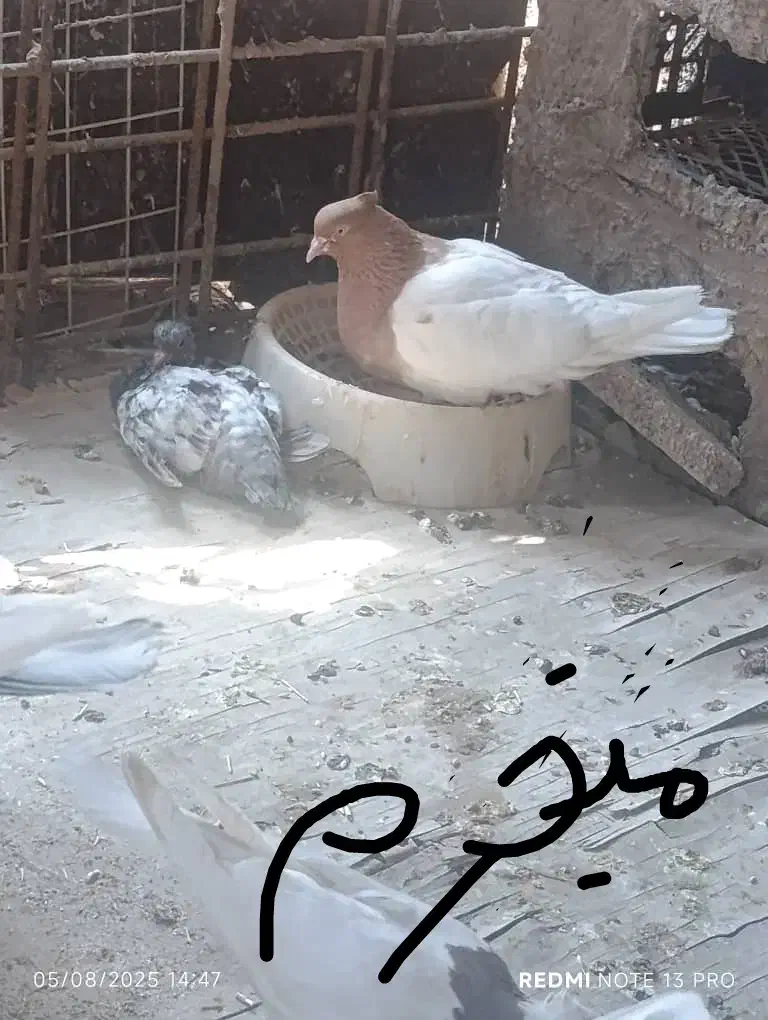 کبوتر کشتنی|پرنده|رامشیر, |دیوار