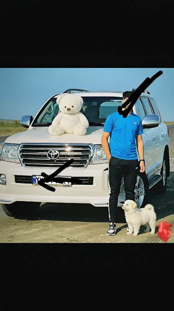 سگ آپارتمانی و یک  عروسک خرس|سگ|میاندوآب, |دیوار