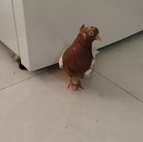 کفتر کله سرخ|پرنده|مشهد, ایثار|دیوار