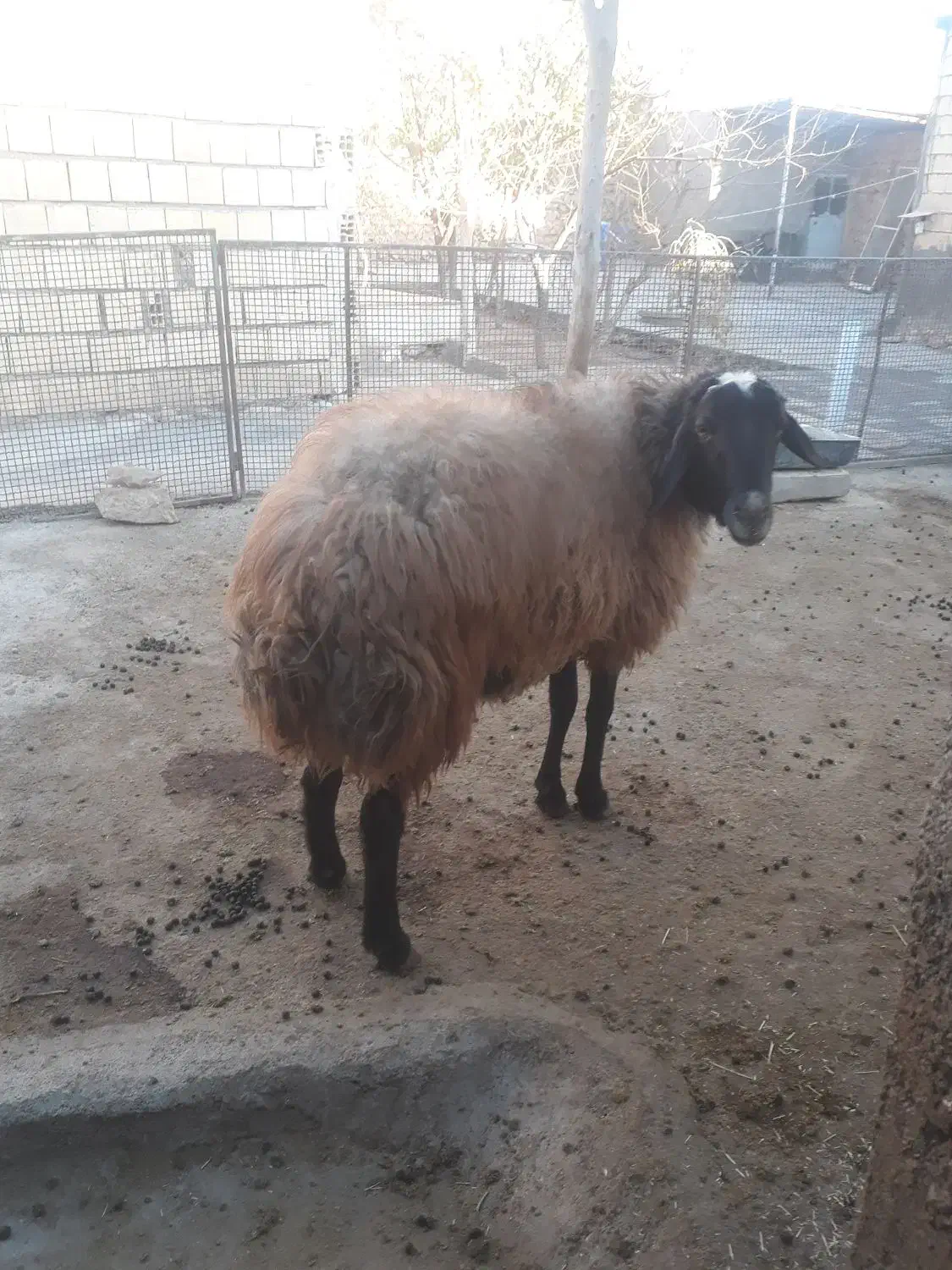 قوچ شال|حیوانات مزرعه|شراء, |دیوار