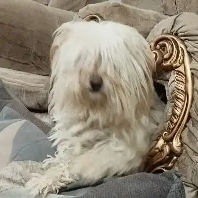 سگ شیتزو معاوضه|سگ|مشهد, نوید|دیوار