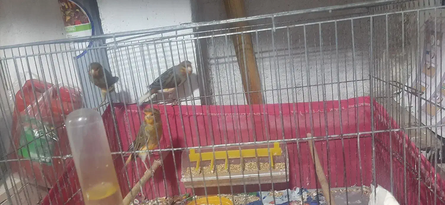 قناری|پرنده|ری, علایین|دیوار