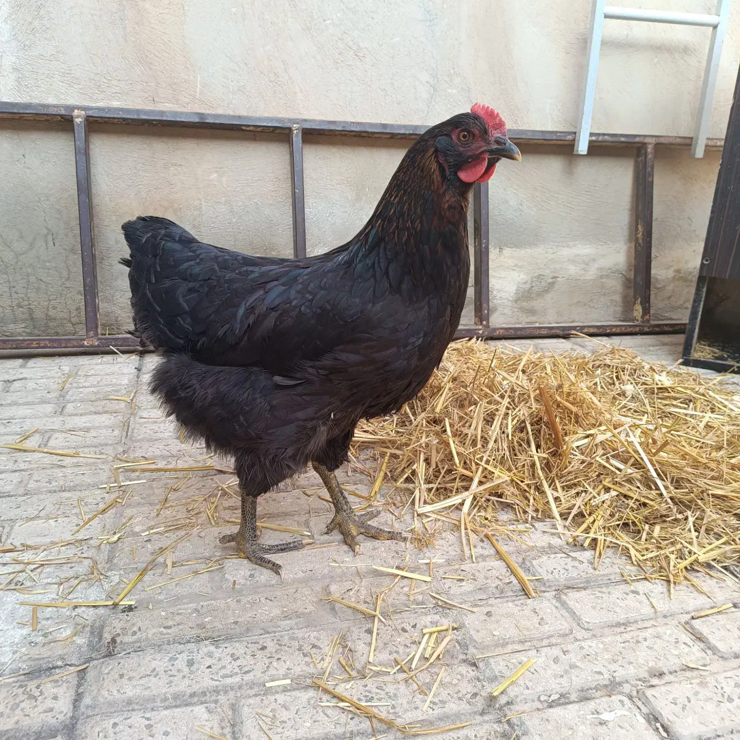 مرغ سیاه محلی تخم گزار|حیوانات مزرعه|الوند, |دیوار