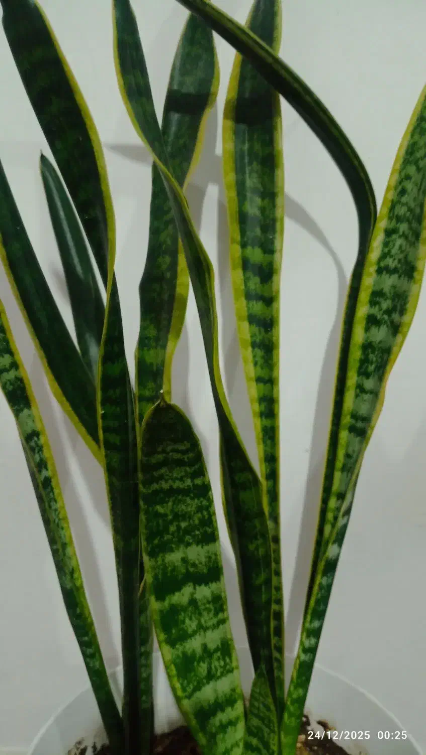 سانسوریا|گل و گیاه طبیعی|اردبیل, |دیوار