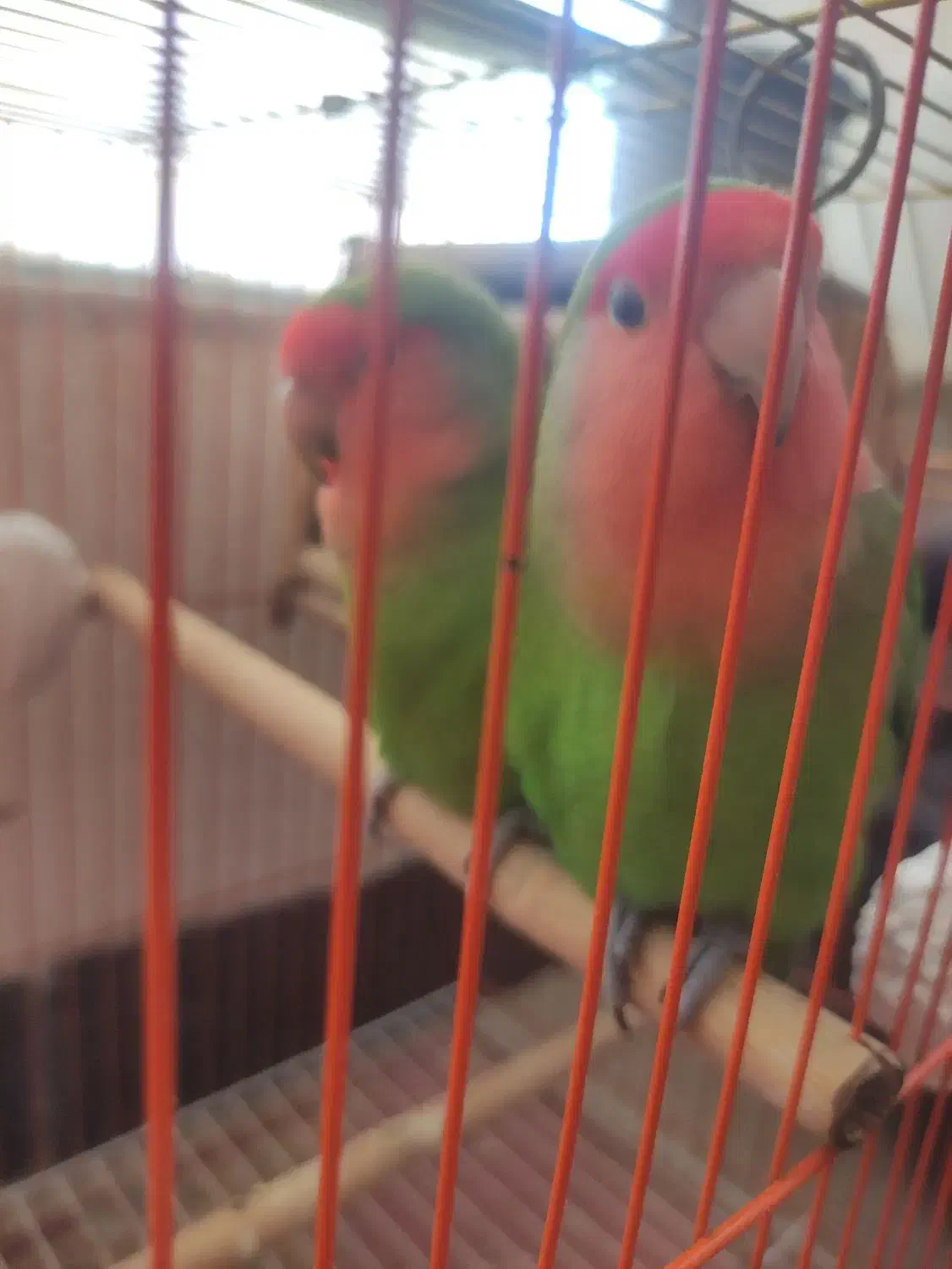 طوطی برزیلی|پرنده|سپیدان, |دیوار