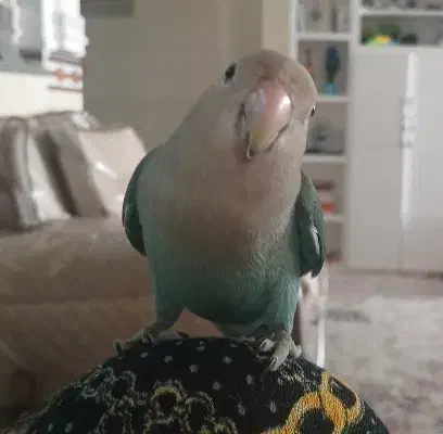 پرنده|پرنده|برازجان, |دیوار