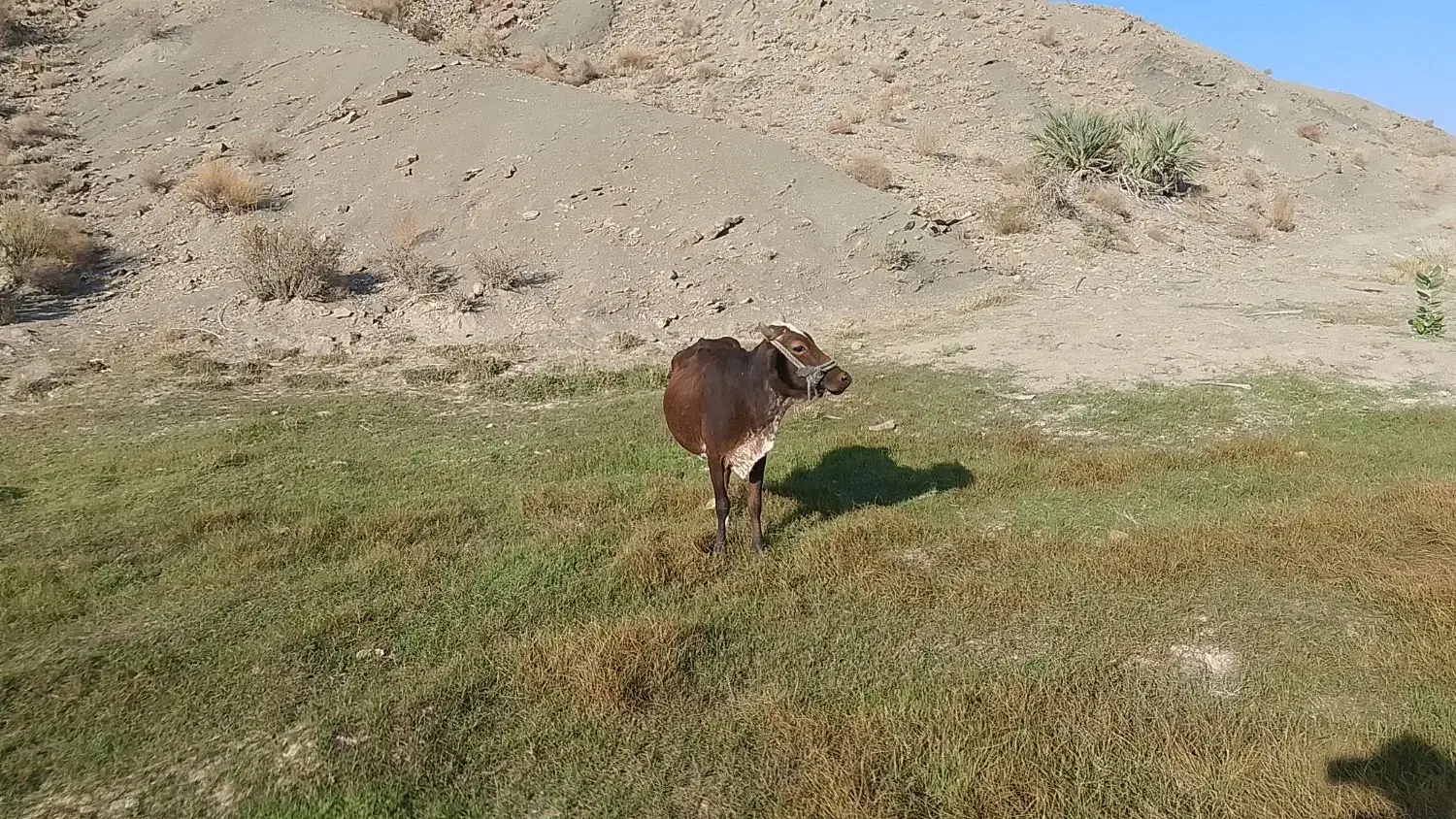 فروشی گاو ماده چهار ماه آپوس هست|حیوانات مزرعه|نسکند, |دیوار