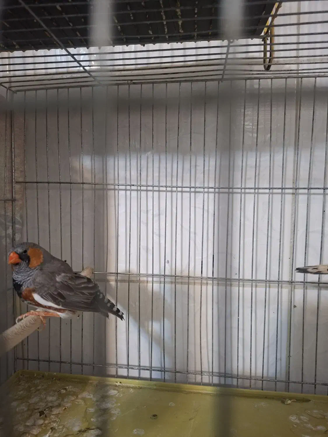 فنچ انگلیسی|پرنده|قم, هفت تیر|دیوار