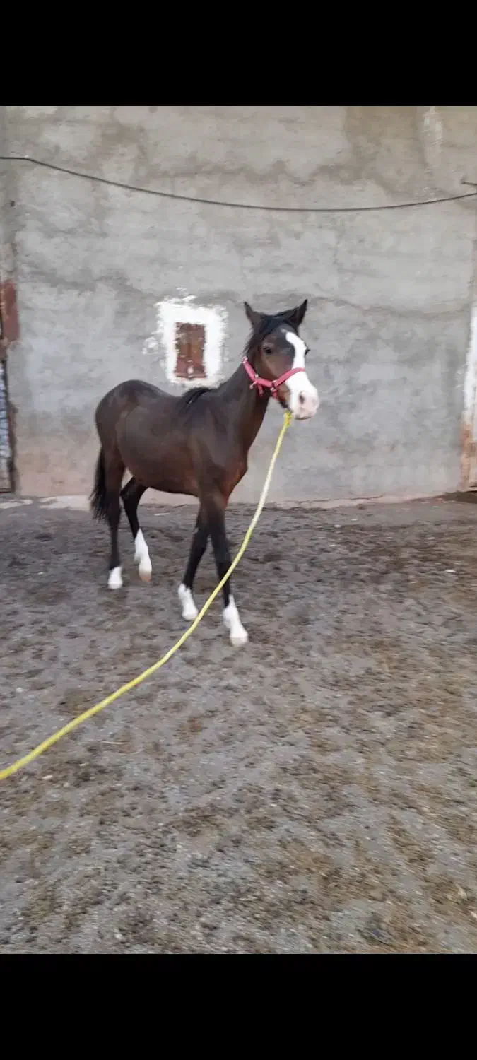 انبار اسب|اسب و تجهیزات اسبسواری|ملکآباد, |دیوار