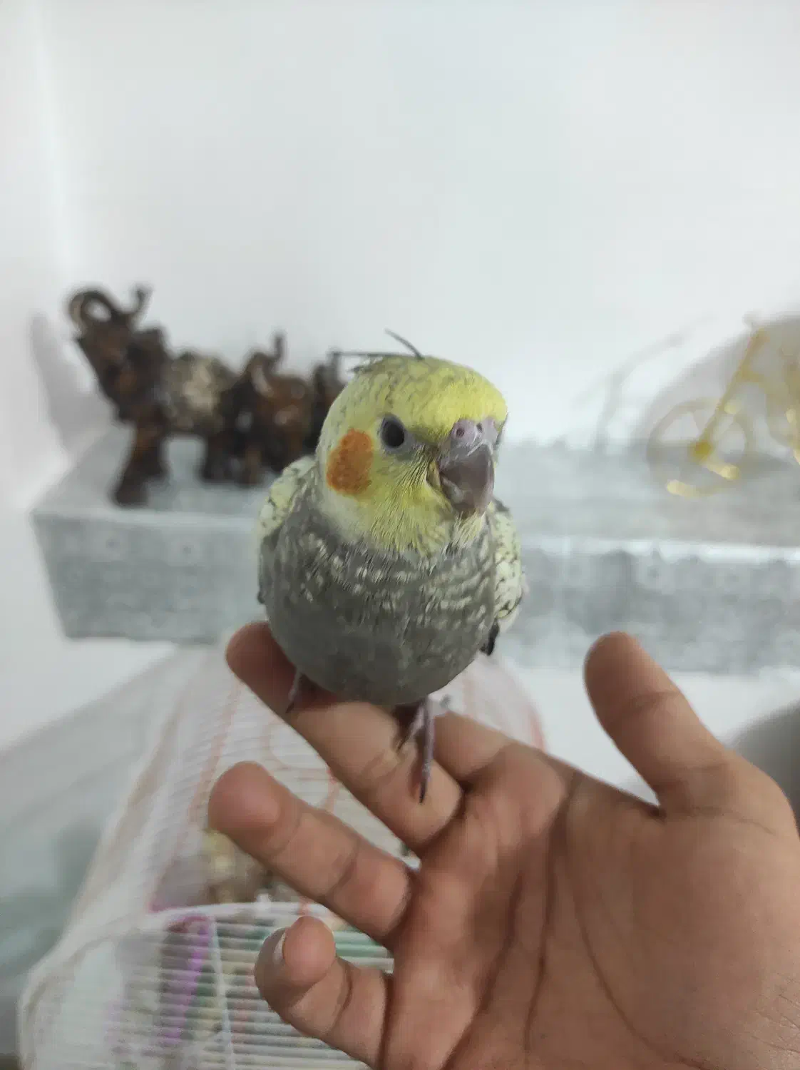 عروس هلندی|پرنده|بروجن, |دیوار