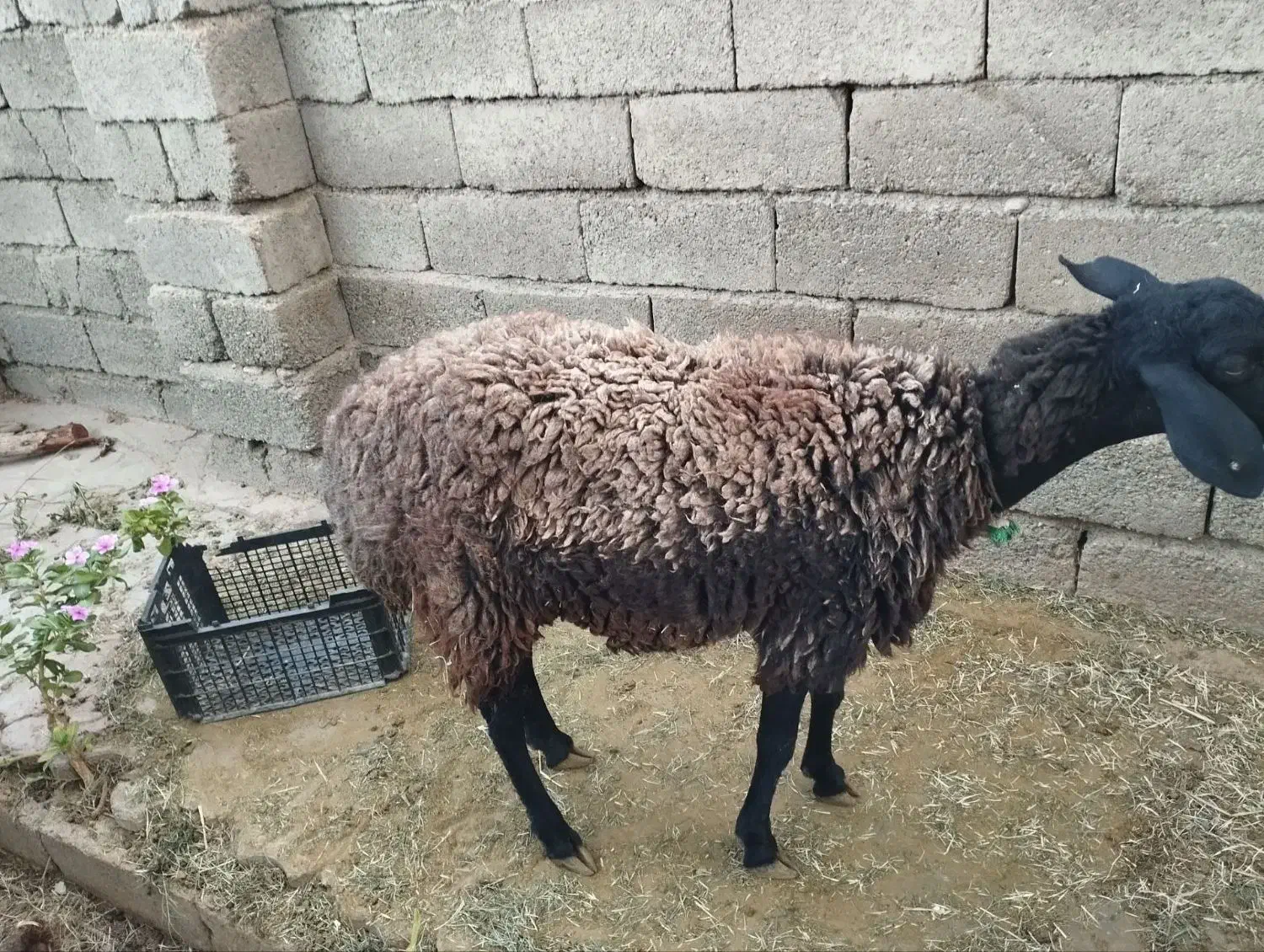 بره شیرازی ارزوییه|حیوانات مزرعه|ارزوئیه, |دیوار