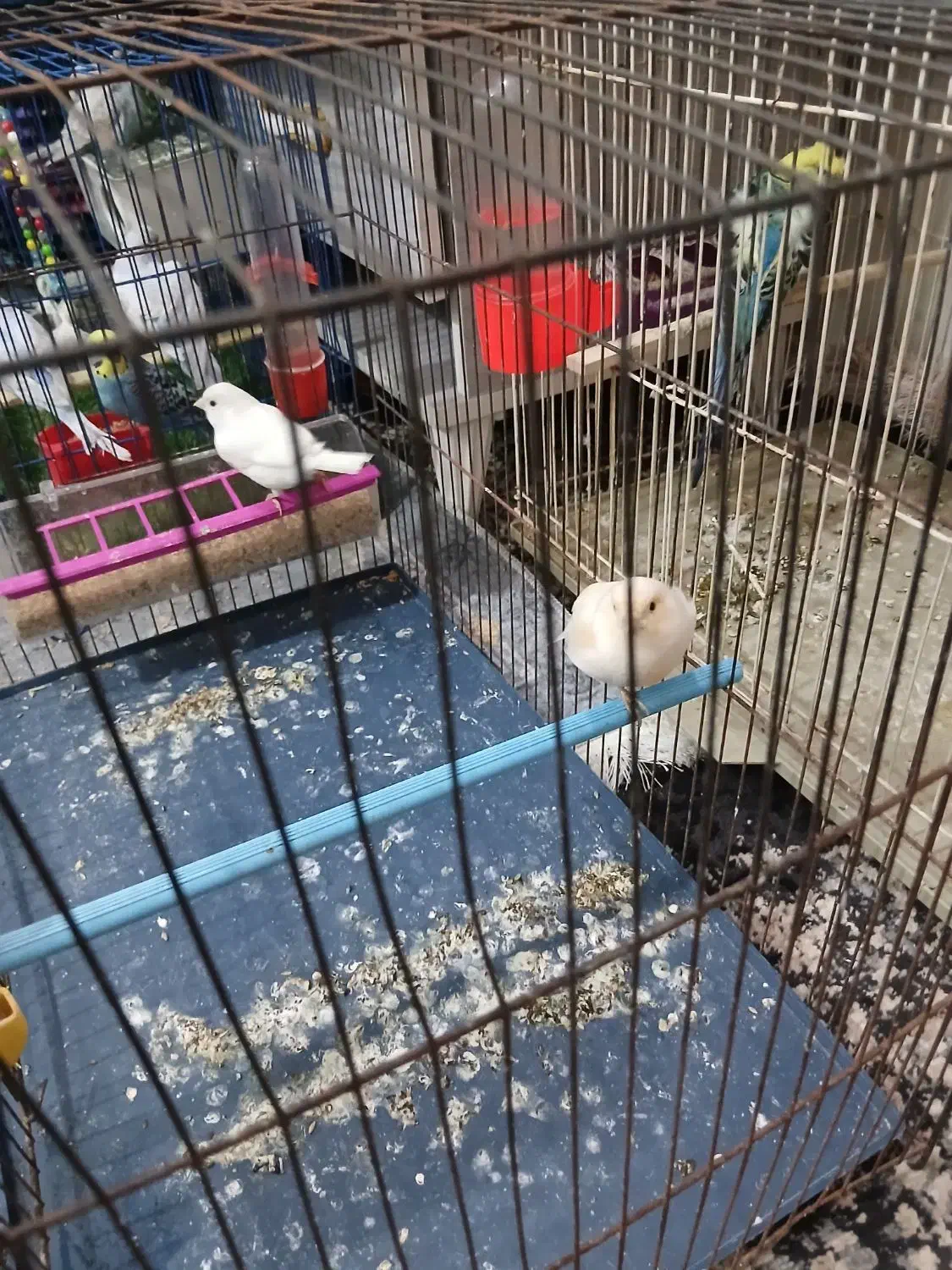 قناری|پرنده|اهواز, چهارصد دستگاه|دیوار