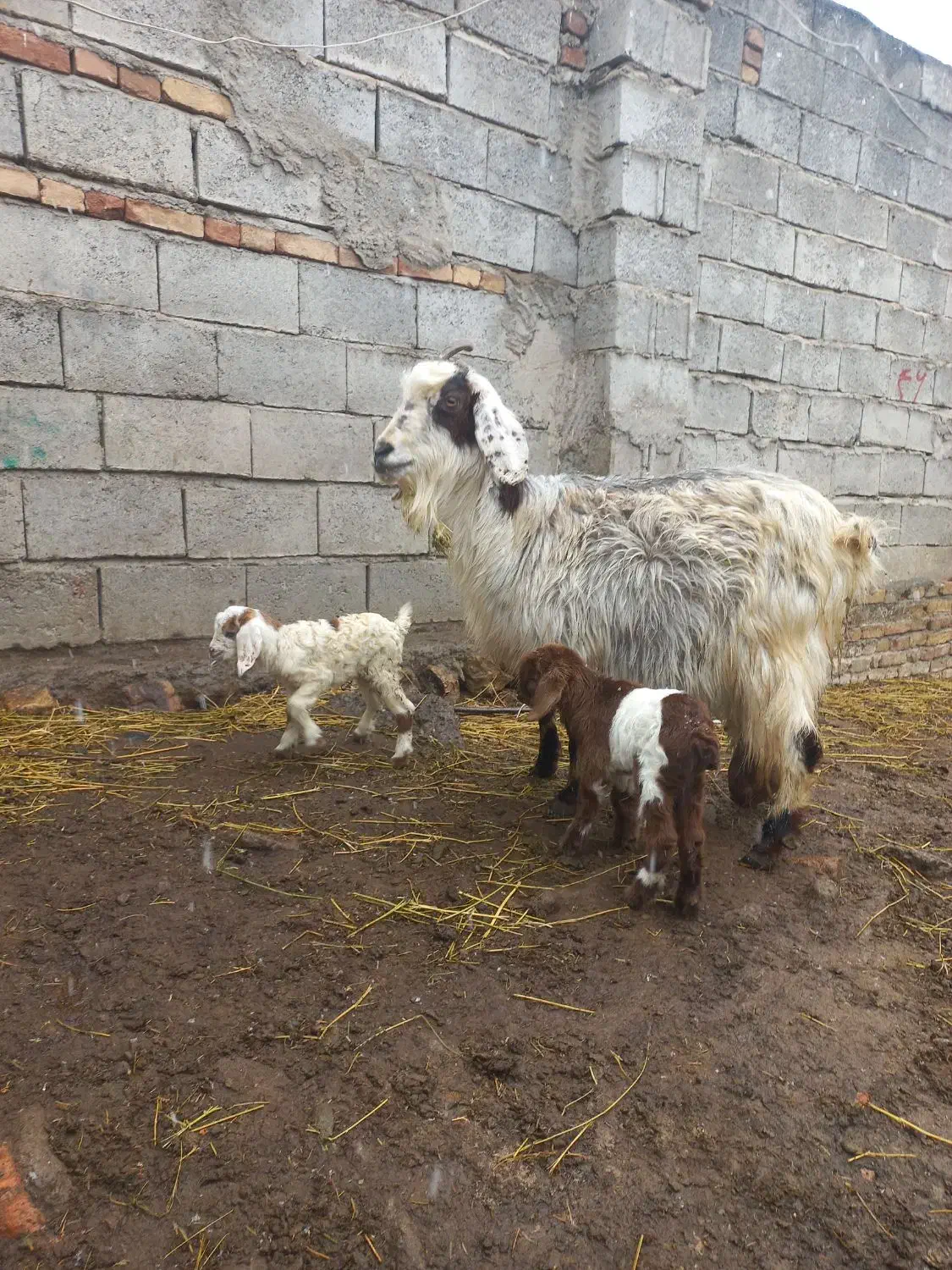 بزجوان دوقلو|حیوانات مزرعه|مشگین شهر, |دیوار