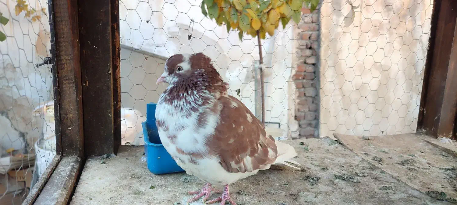 نر تهرانی کاشانی چشم دو رنگ|پرنده|دورود, |دیوار