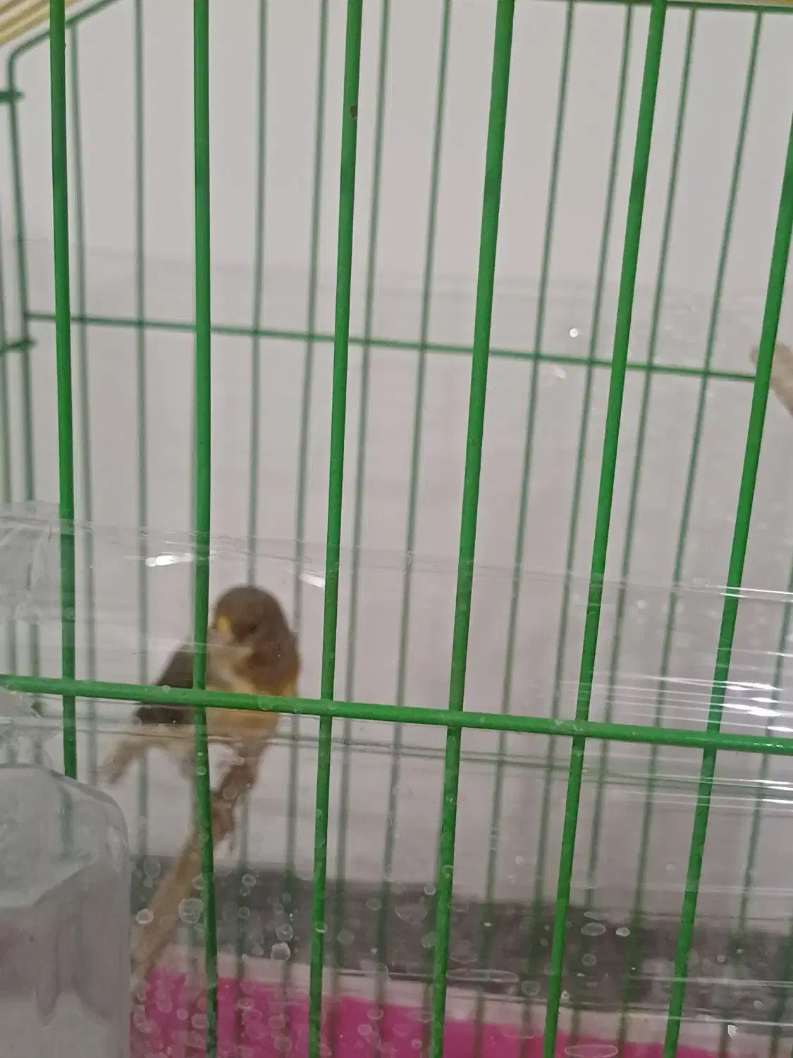 دو عدد قناری سالم نر بخون ماده آمده|پرنده|شاهدشهر, |دیوار