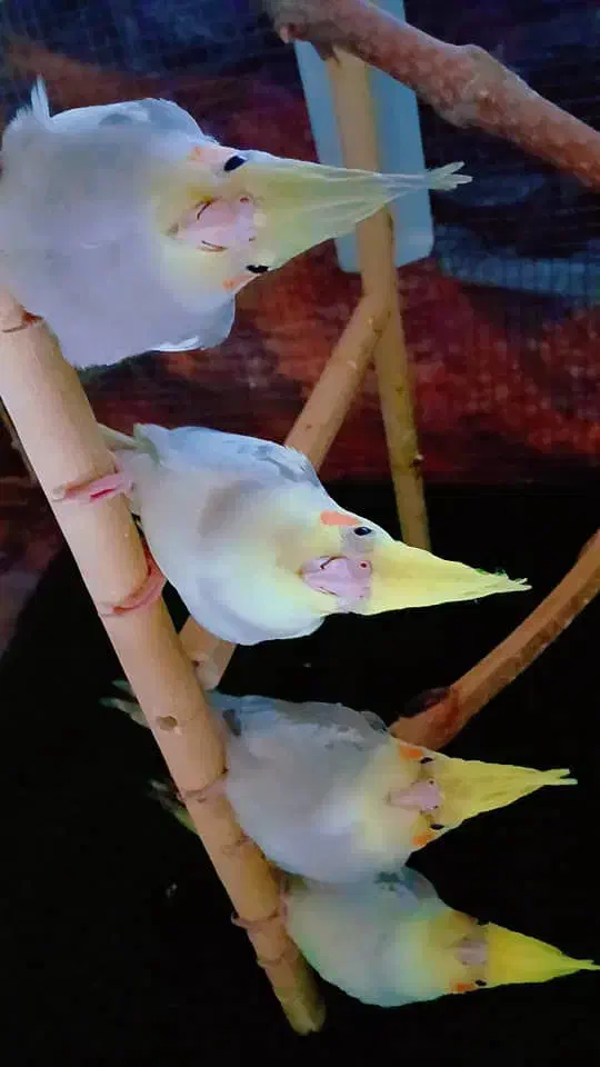 چهارتا عروس هلندی|پرنده|رودهن, |دیوار