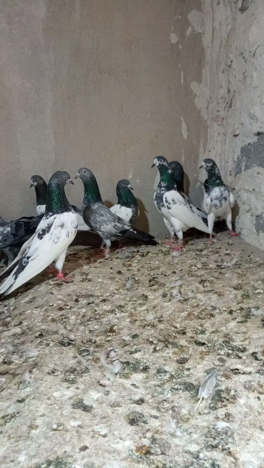 کبوتر پاکستانی تیدی|پرنده|رضوانشهر, |دیوار