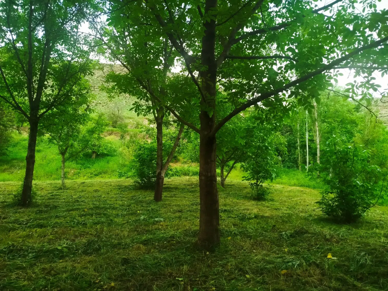 باغ|فروش خانه و ویلا|کلات (خراسان), |دیوار
