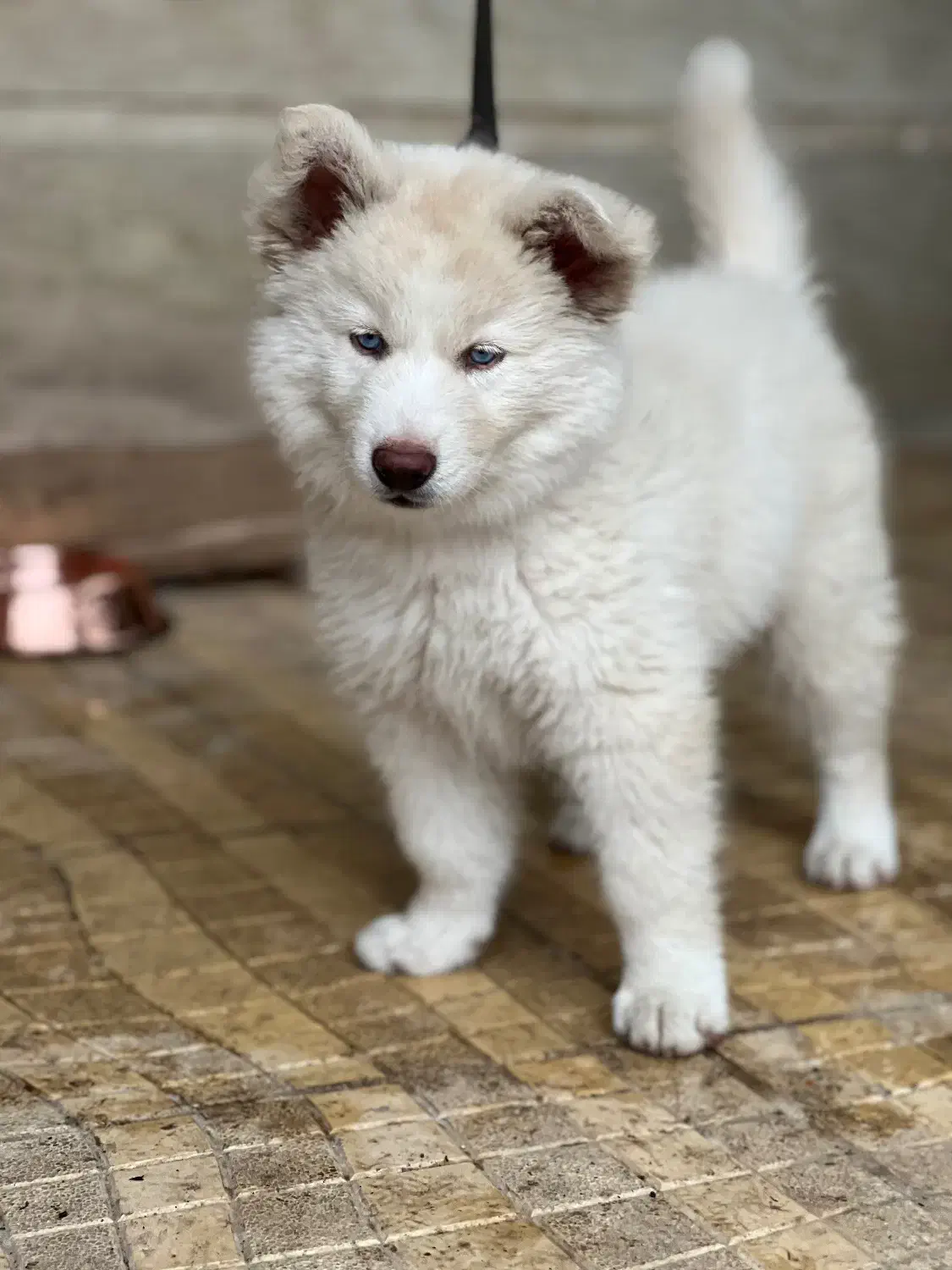 واگذاری توله هاسکی سامویید ۳ ماهه|سگ|آستارا, |دیوار