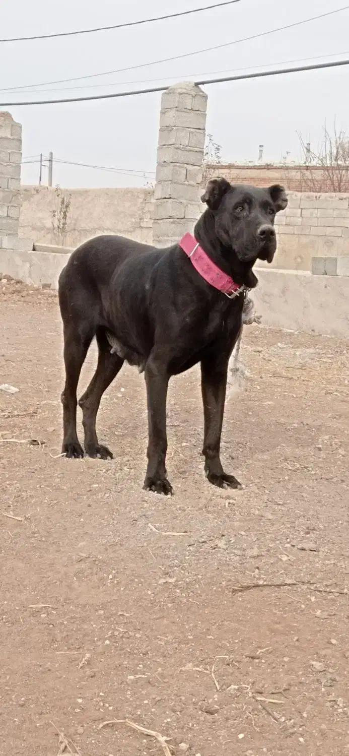 سگ سرابی|سگ|هیر, |دیوار