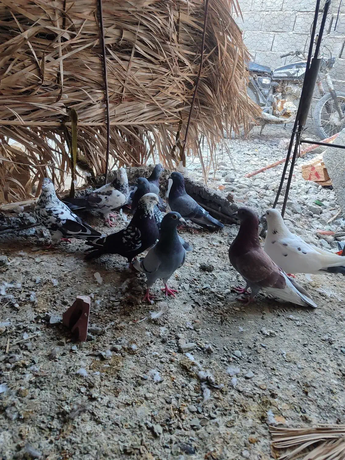 ۹ عدد کفتر کبوتر نرو ماده|پرنده|کهنوج, |دیوار